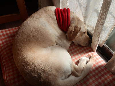 日向ぼっこをしながら寝る犬