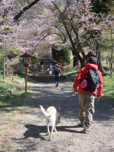 桜の下を散歩する犬