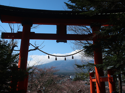 鳥居と桜と富士山