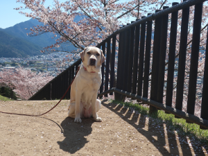 富士山と桜とウェルシー