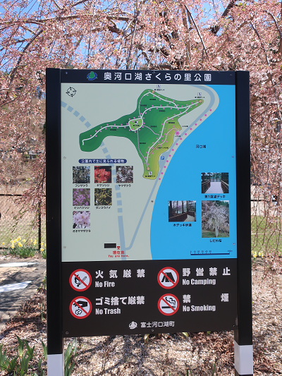 奥河口湖桜の里公園案内板