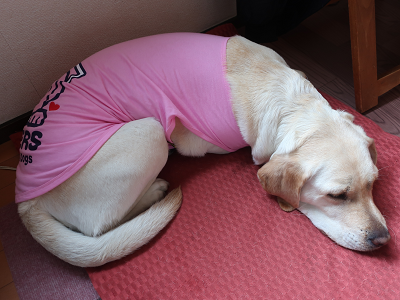 ピンクのTシャツを着た犬