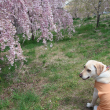 枝垂桜と犬
