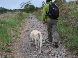 登山道を歩く犬