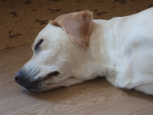 床で眠る犬