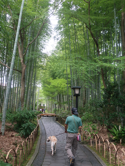 竹林の小道