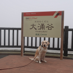 犬連れ箱根｜大涌谷の大地獄は霧に阻まれ