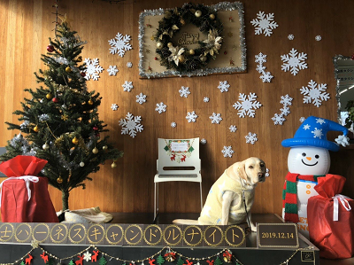 クリスマス飾りと妊婦犬