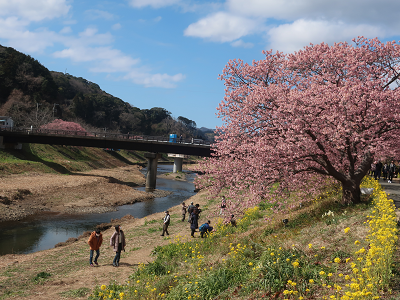 河原に降りて桜を見る人たち