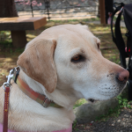 コロナ禍で寄付金減少の盲導犬協会その取り組みとネット民の反応