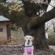 桜の木の下の犬