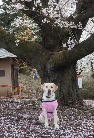 桜の木の下の犬