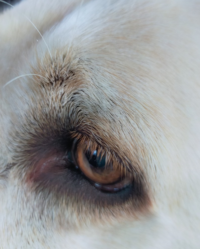 犬の目アップ写真