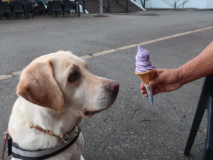 ソフトクリームと犬