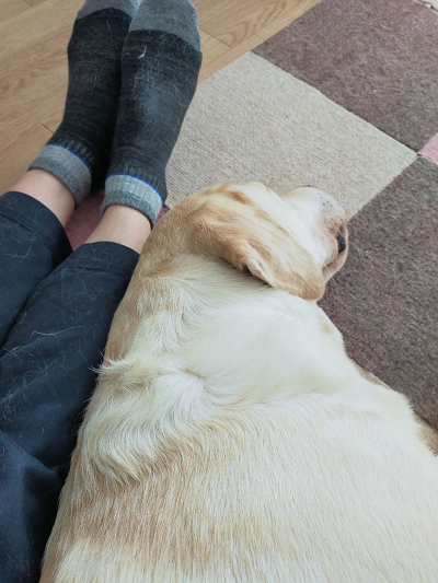人の足にくっついて寝る犬