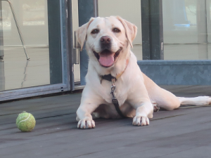 ボールと犬