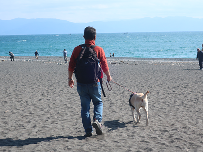 砂浜を歩く犬と人