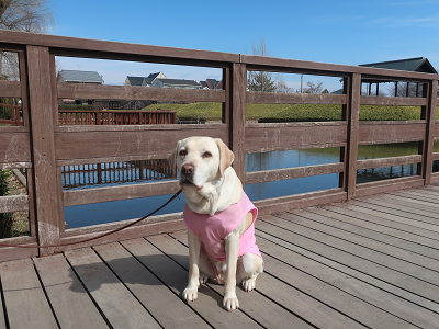 復元木橋と犬