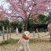 河津桜と犬