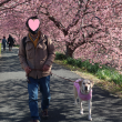 桜並木を散歩する犬