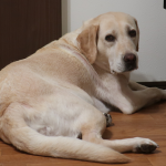 望んでもいないのに勝手に番犬化する愛犬たち