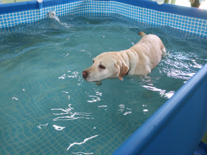 プールで遊ぶ犬