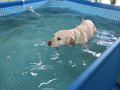 プールで遊ぶ犬