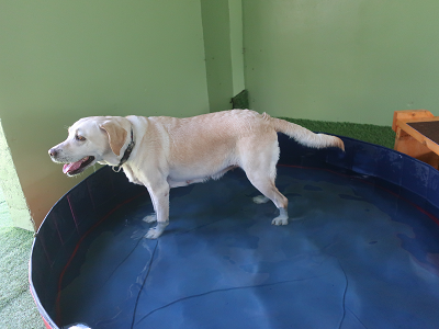 小型犬用プールに入る犬
