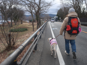 国道を歩く犬と人