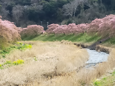 青野川と河津桜