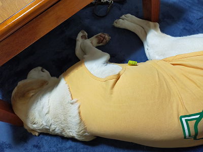 ホットカーペットの上で寝る犬
