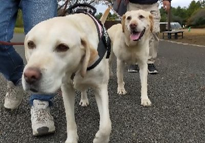 仲良く散歩する犬たち
