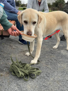 水を飲む犬