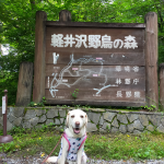 犬連れ軽井沢｜星のエリア「野鳥の森」で避暑そして自然を満喫