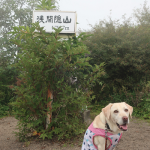 犬連れ浅間隠山｜初心者向けの山だけど景色は最高！群馬の200名山