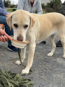 水を飲む犬