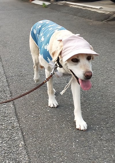 暑い！夏の散歩