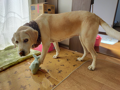 おもちゃで遊ぶ犬