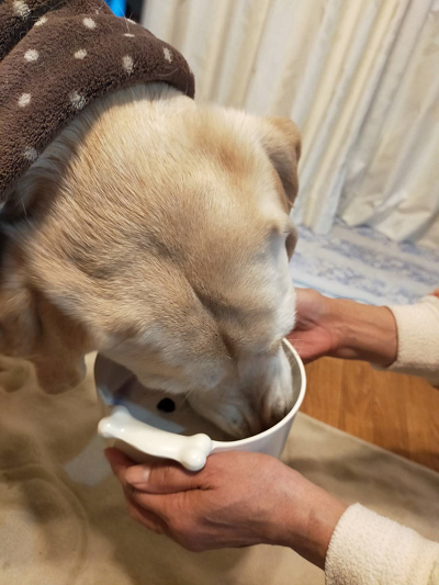 フードを食べる犬