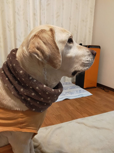 座る犬
