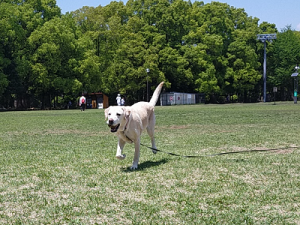 ボール遊びをする犬