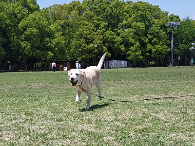 ボール遊びをする犬