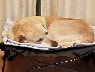 眠る犬