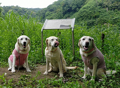 ラブラドールレトリバー3頭