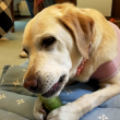 おもちゃを齧る犬
