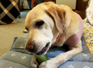 おもちゃを齧る犬