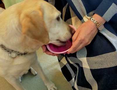 おやつを食べる犬