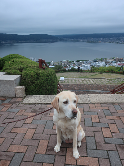 諏訪湖と犬
