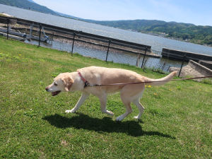 芝生を歩く犬