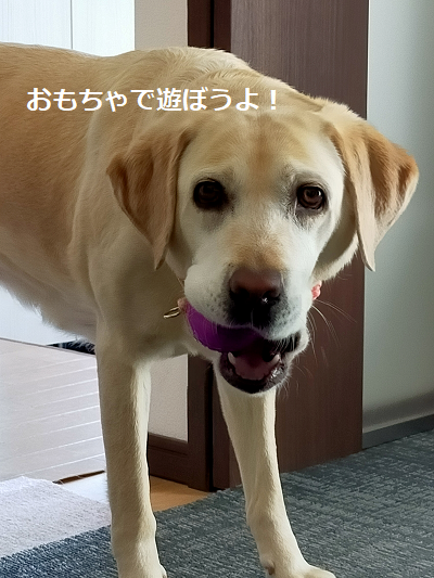 遊びに誘う犬